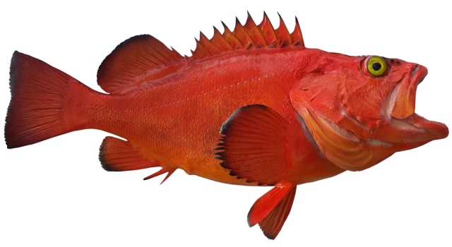 Reef Fish